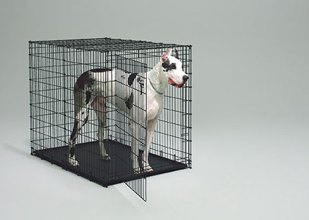 60 inch dog crate